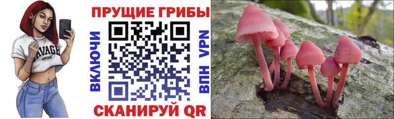 Купить  Вязьма  Псилоцибиновые грибы GOLDEN TEACHER 